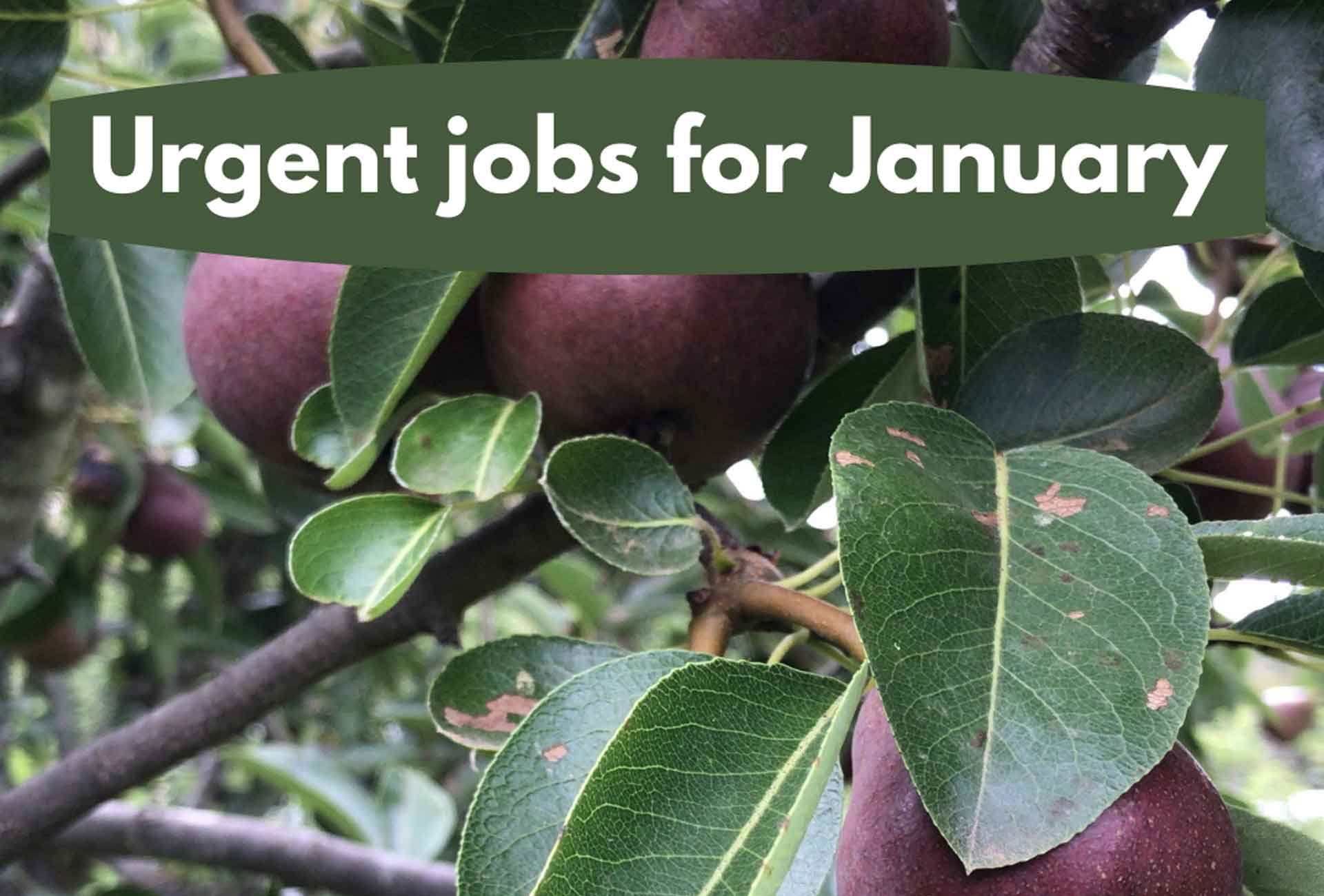 Urgent jobs in the garden for January