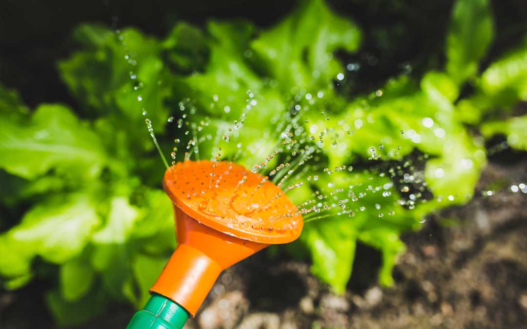 watering