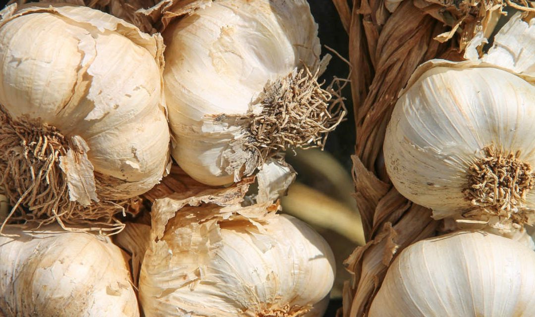Planning your garlic crop – start in February!