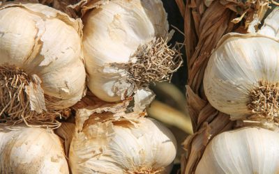 Planning your garlic crop – start in February!