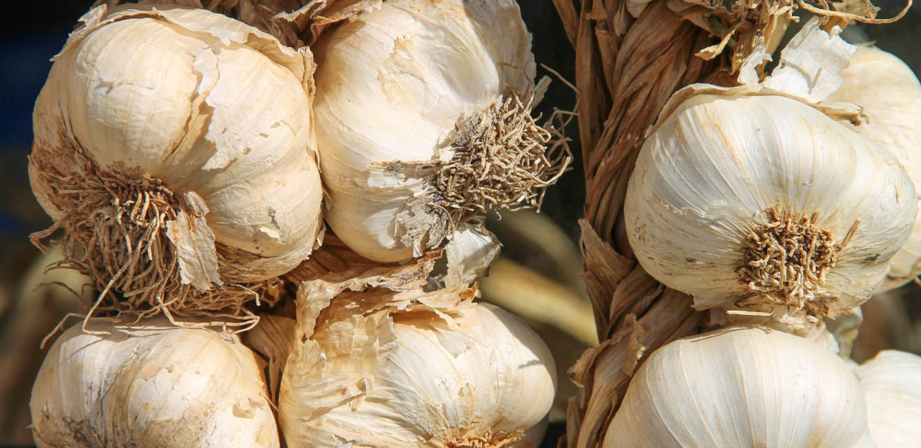 Garlic bulbs