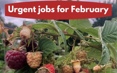 Urgent jobs in the garden for February