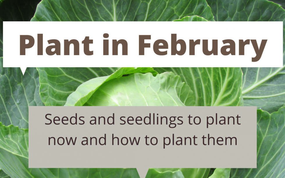 What to plant in February in Melbourne Sustainable Macleod