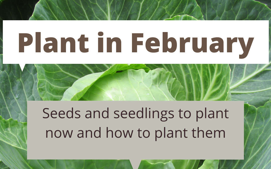 What to plant in February in Melbourne Sustainable Macleod