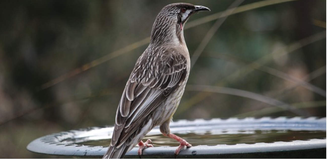 Red wattlebird