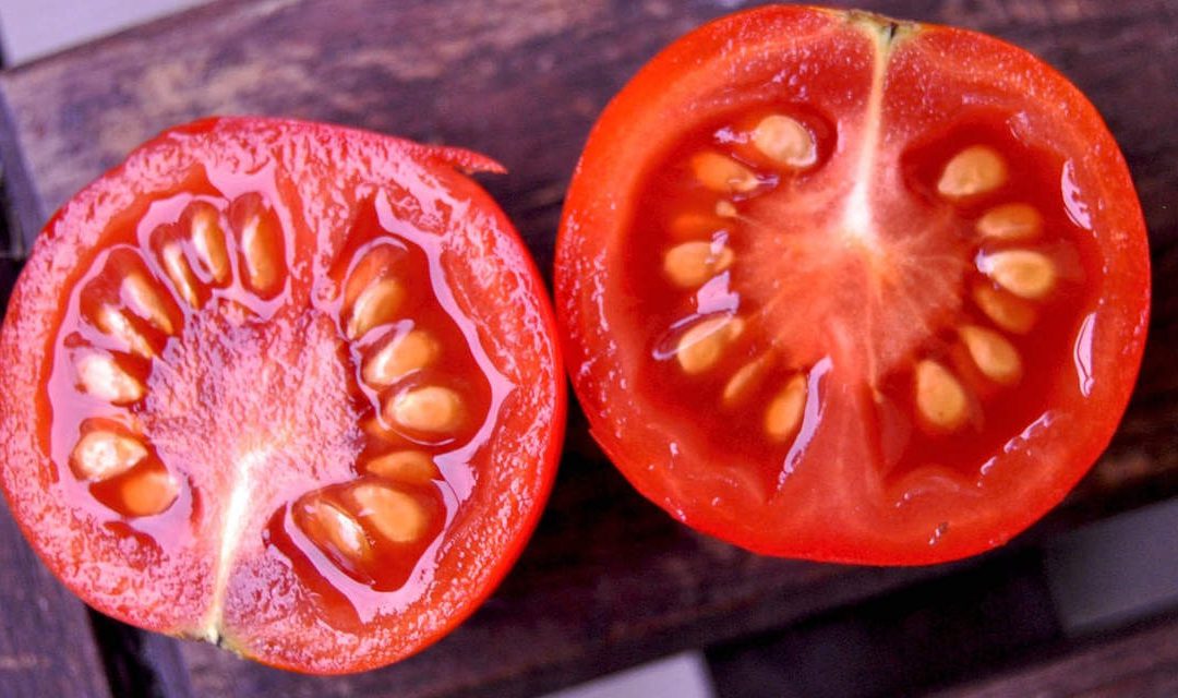 Fermenting tomato seed to remove disease