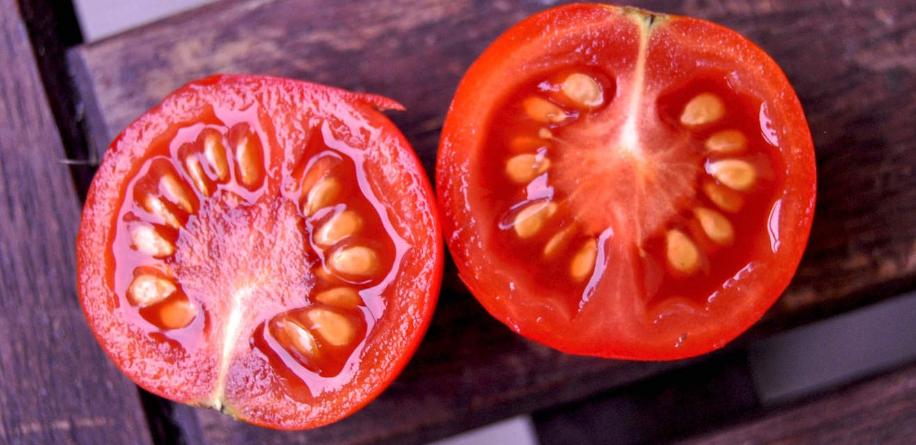 Fermenting Tomato Seed To Remove Disease Sustainable Macleod