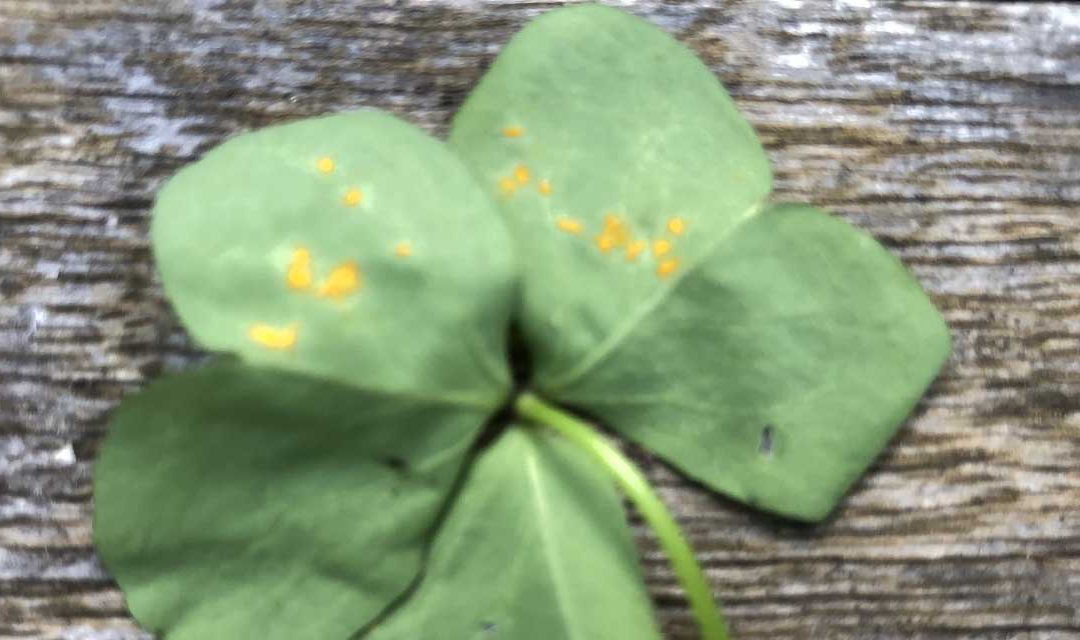 Rusty vegetables?