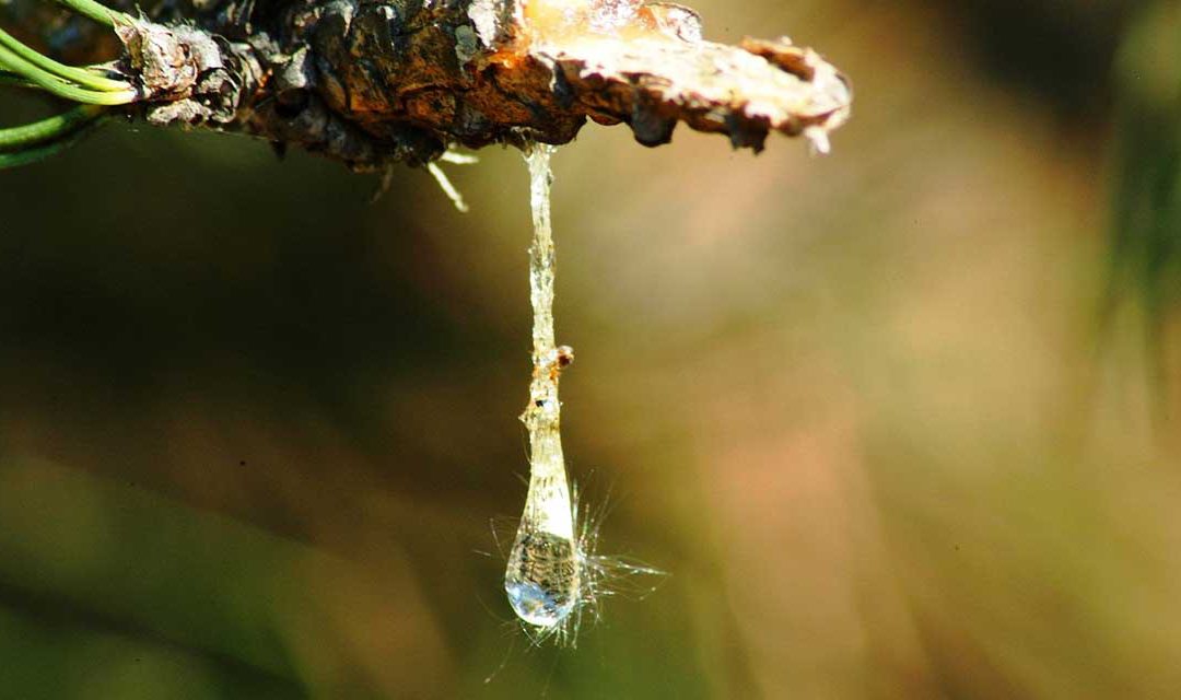 Sap sucking insects and what to do about them