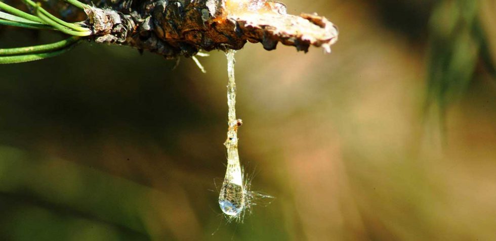 Sap Drinking Insect Sap sucking insects and what to do about them - Sustainable Macleod