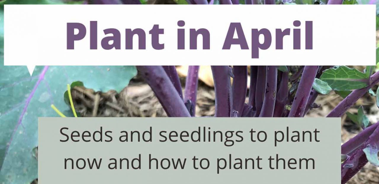 What to plant in April in Melbourne Sustainable Macleod