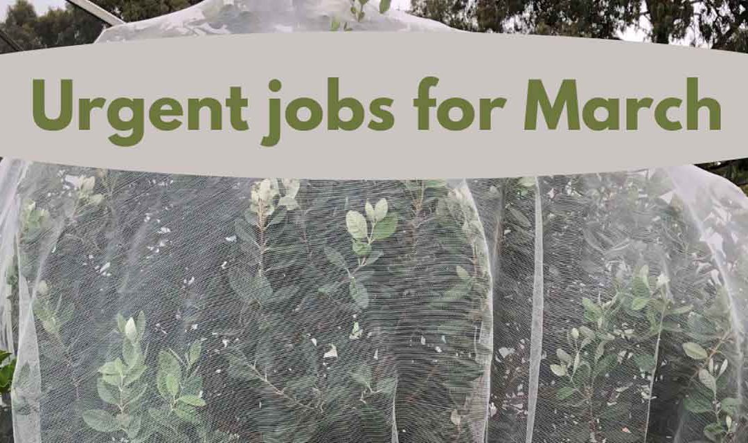 Urgent jobs in the garden for March