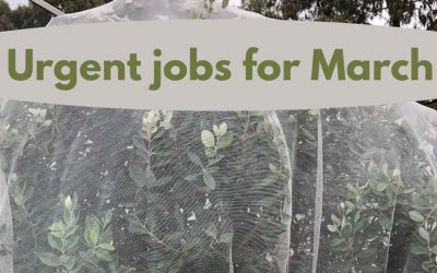 Urgent jobs in the garden for March