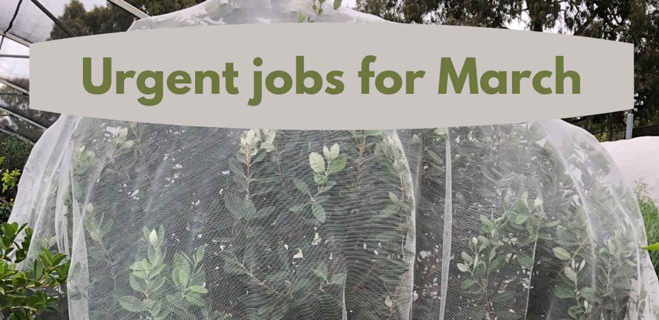 Urgent jobs for March in the garden