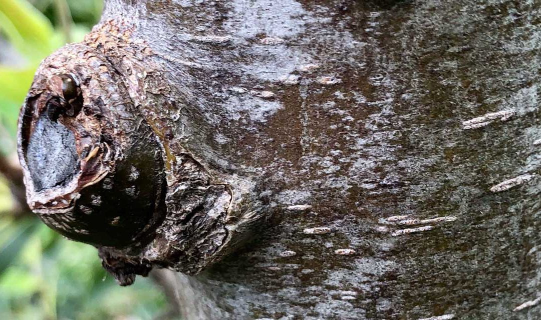 Should I use a wound paint on pruning cuts?