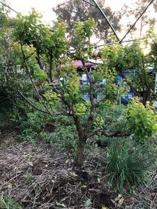 apricot tree with thinning pruning cut