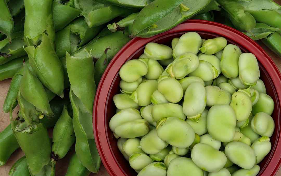 broad beans