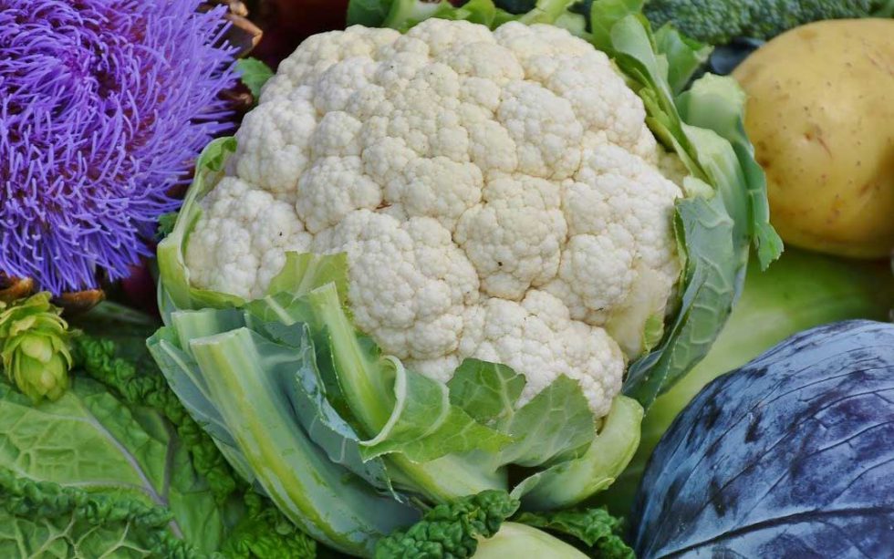 How to grow beautiful cauliflower Sustainable Macleod