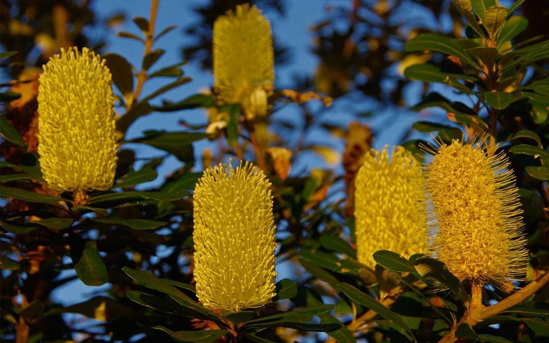 coastal-banksia