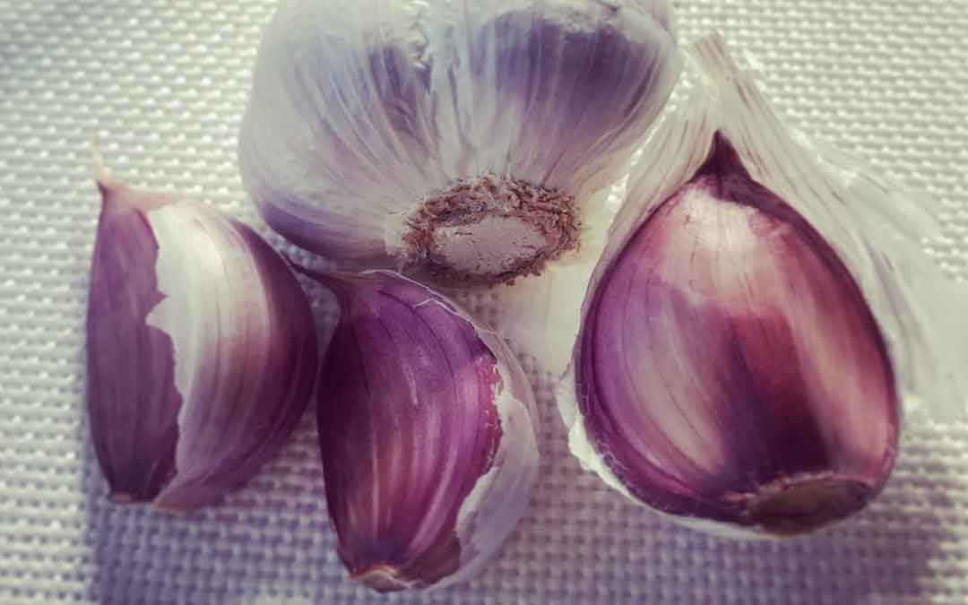 Plant garlic in April in Melbourne