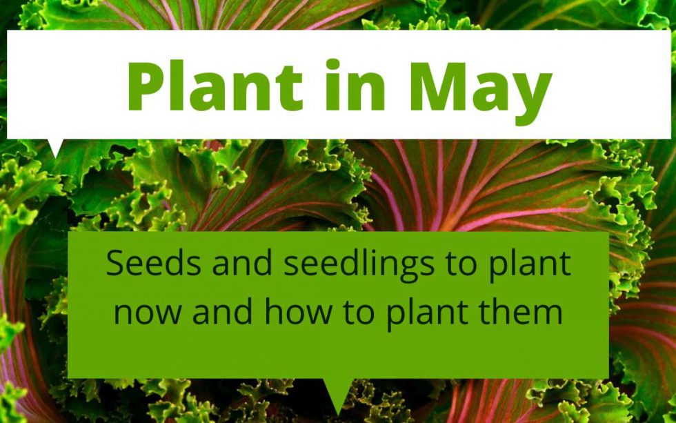 What to plant in May in Melbourne Sustainable Macleod