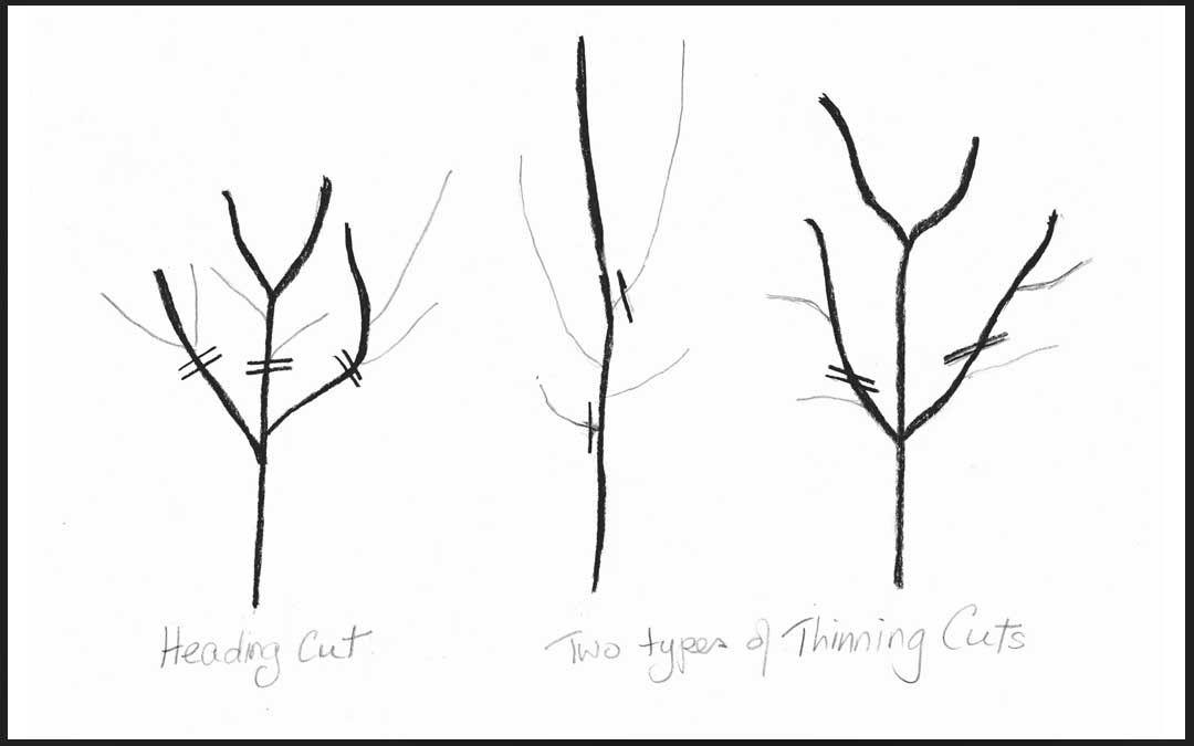 How to reduce the height of fruit trees