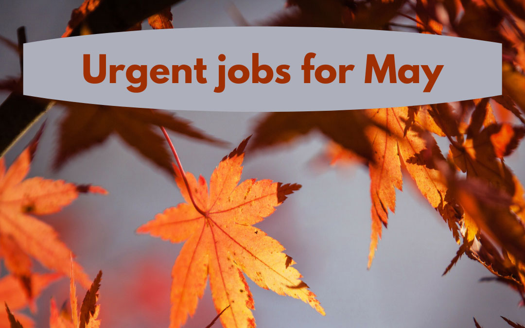 urgent jobs in the garden for may