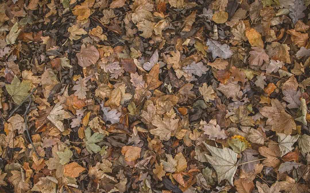 Quick composting of autumn leaves