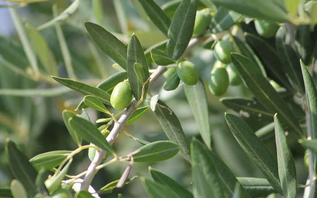 Hints for pressing and curing olives