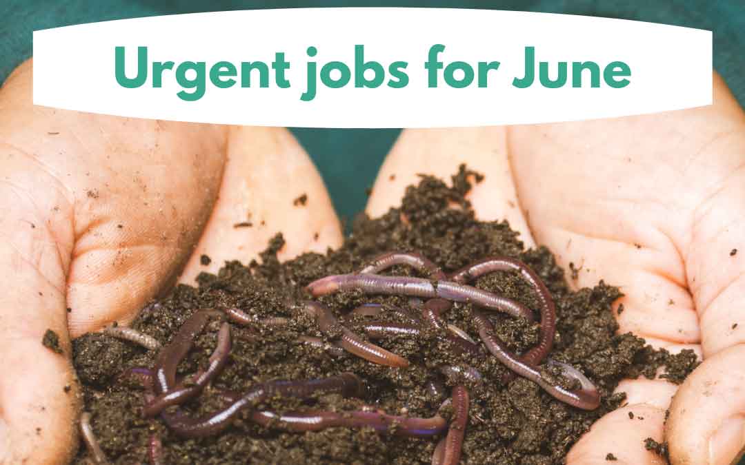 urgent jobs in the garden for june