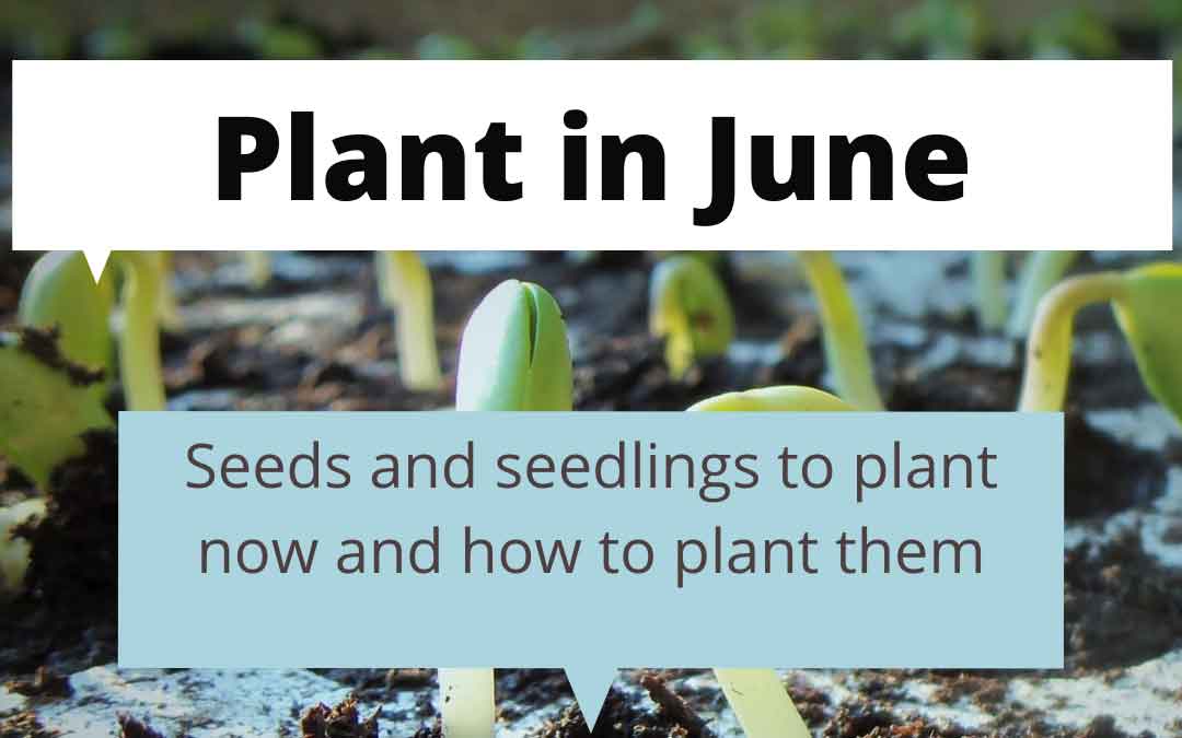 what to plant in june in melbourne