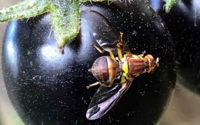 Queensland Fruit Fly: a new angle on waste