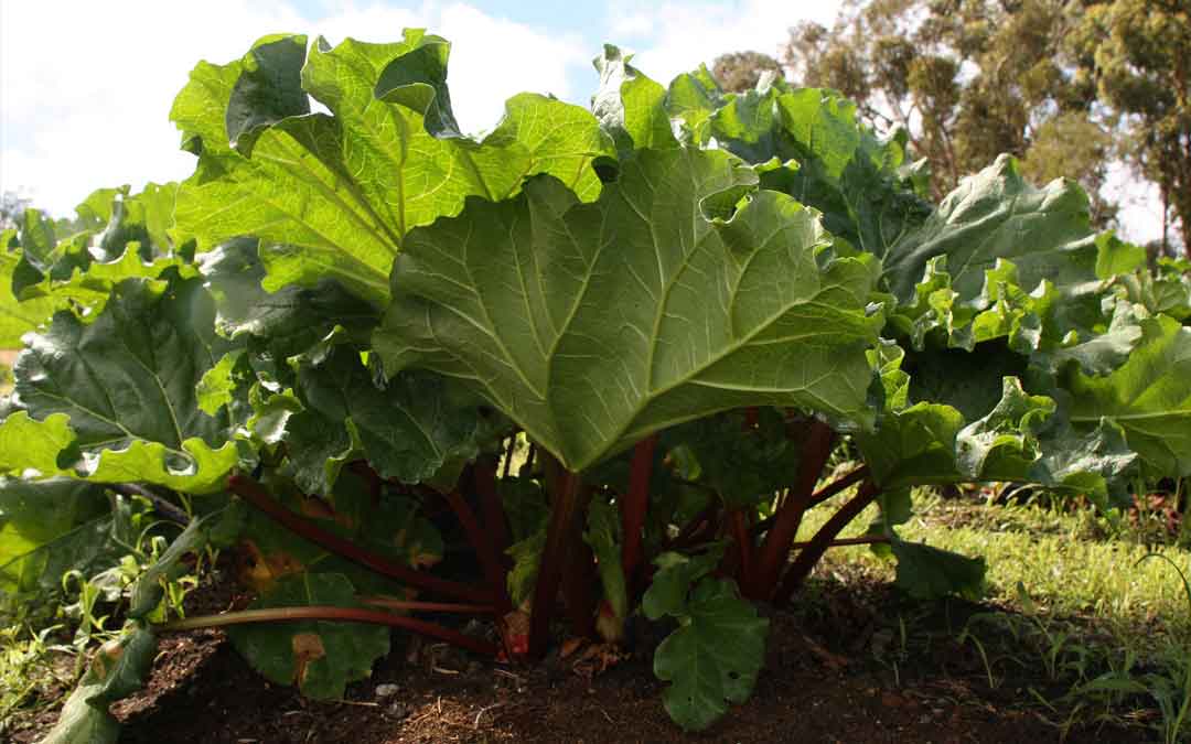rhubarb growing in the ground