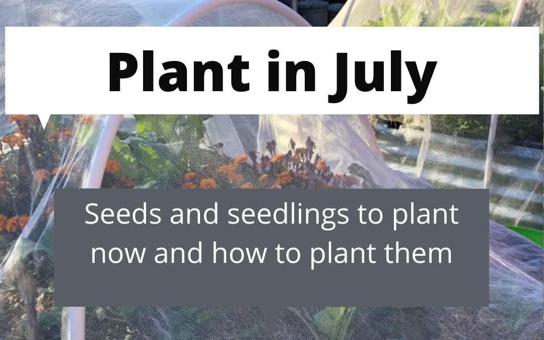 What to plant in July in melbourne