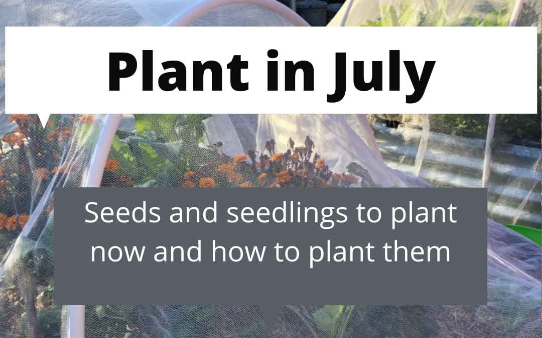 What to plant in July in Melbourne