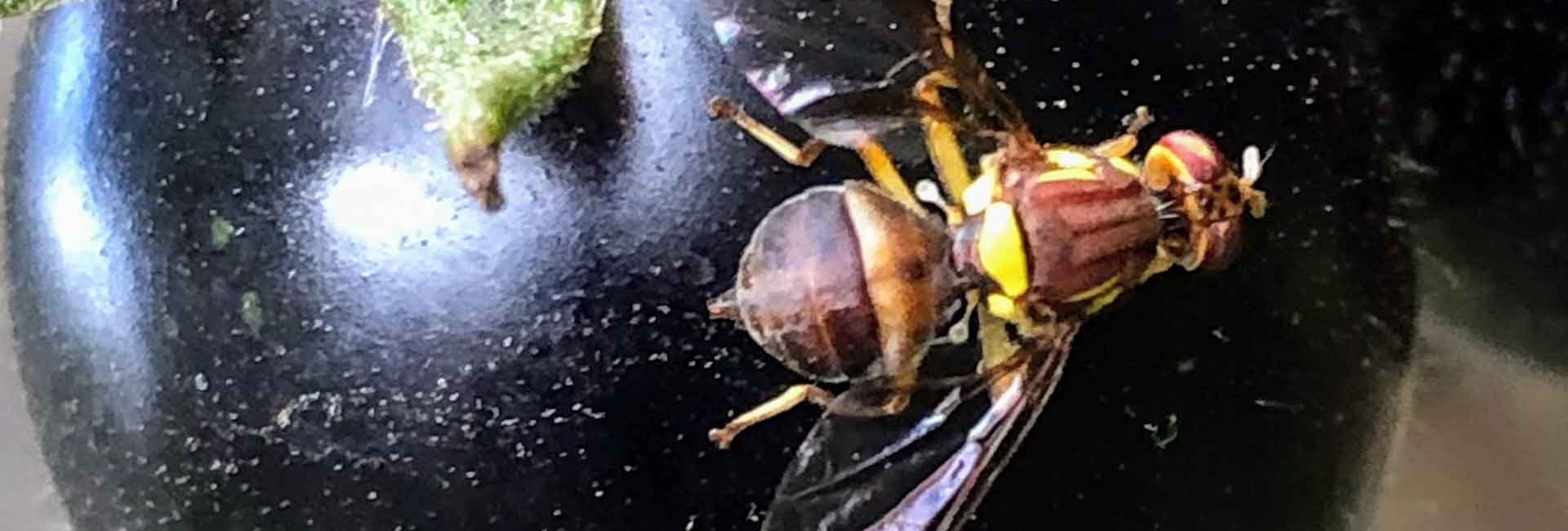 What worked and didn't work for prevention of Queensland Fruit Fly (QFF
