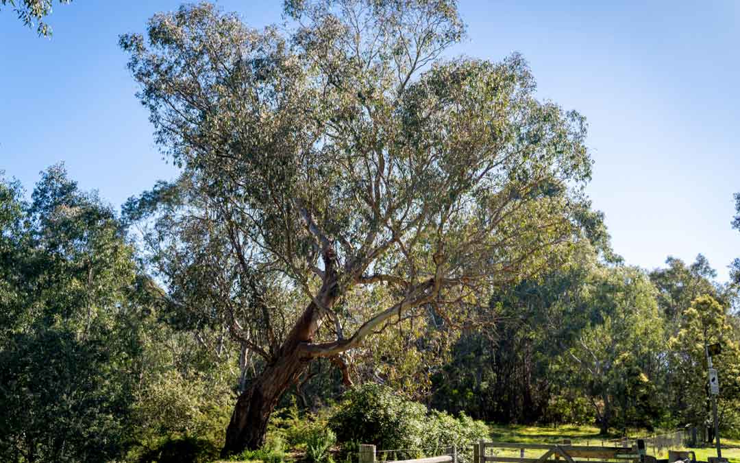 gum tree in Studley park