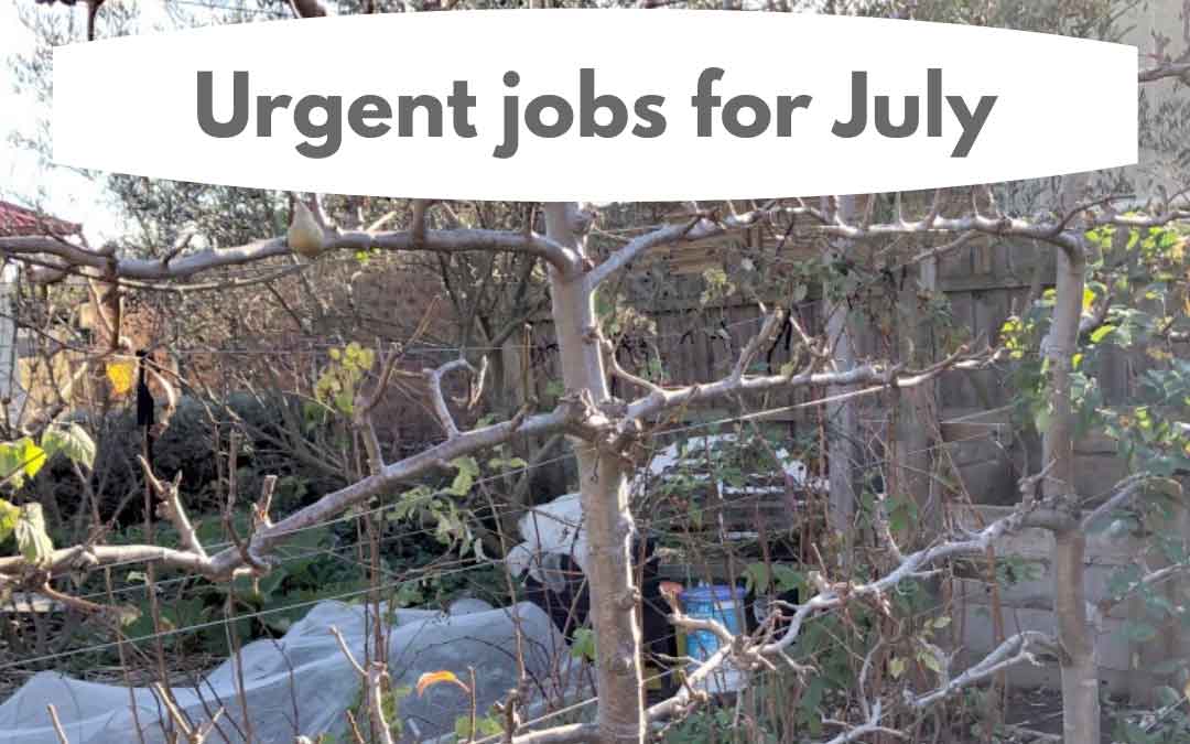 urgent jobs in the garden in July in melbourne