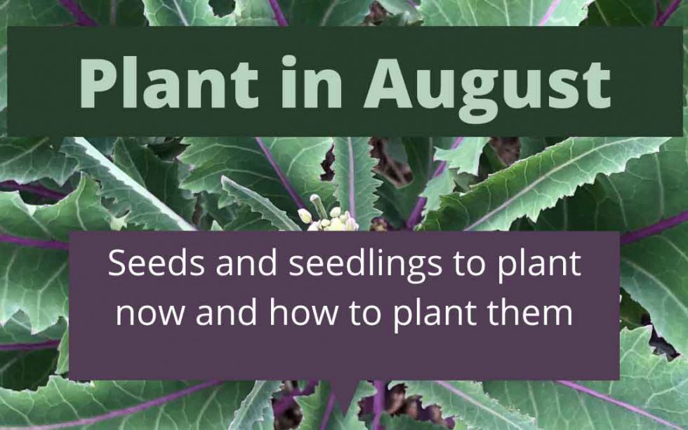 What to plant in August in Melbourne Sustainable Macleod