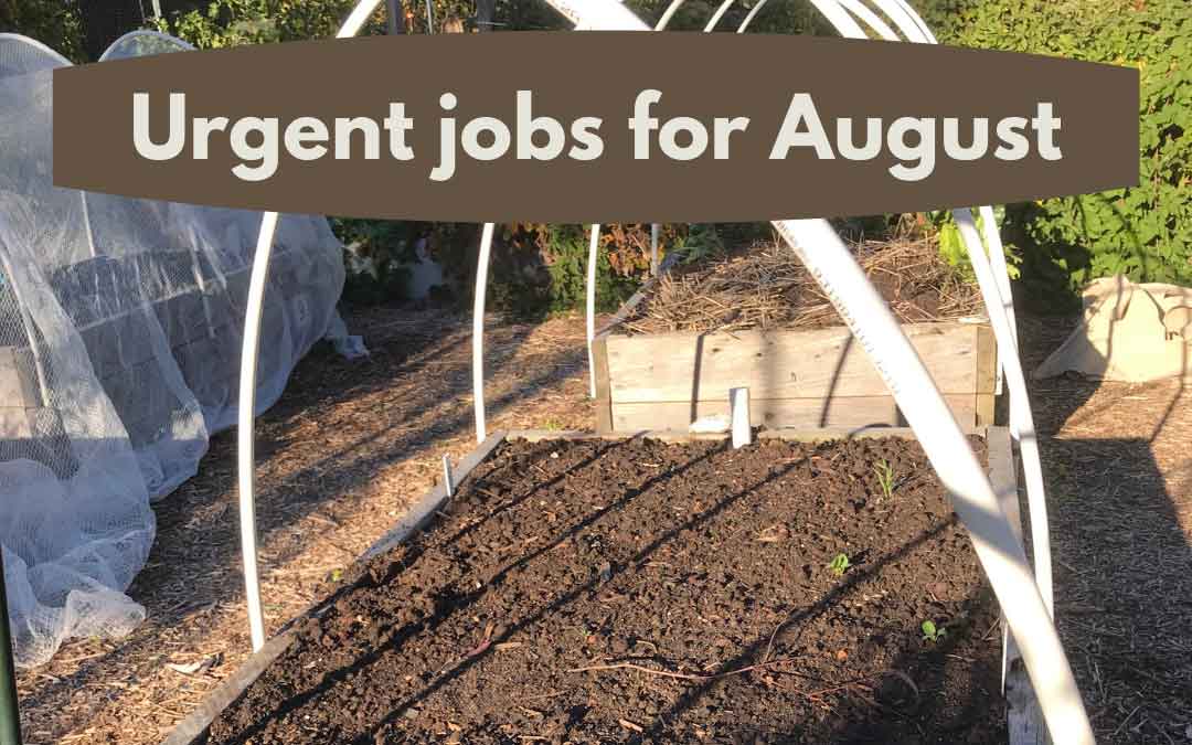 Urgent jobs in the garden for August
