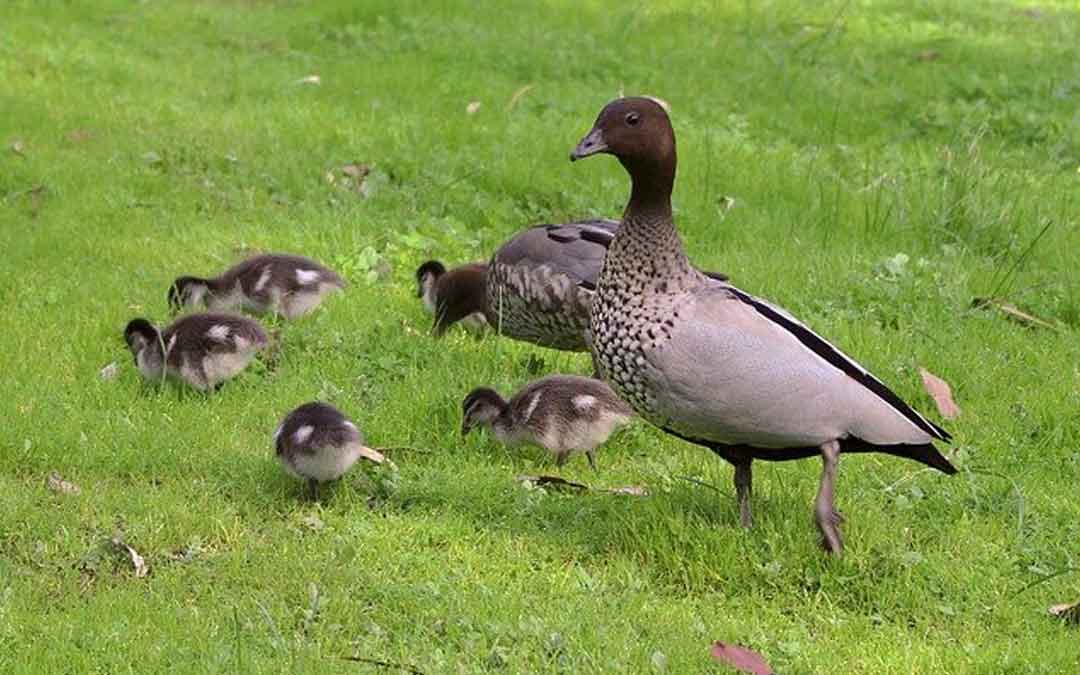 Welcome baby ducklings