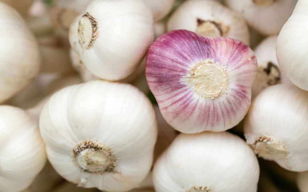September garlic hint