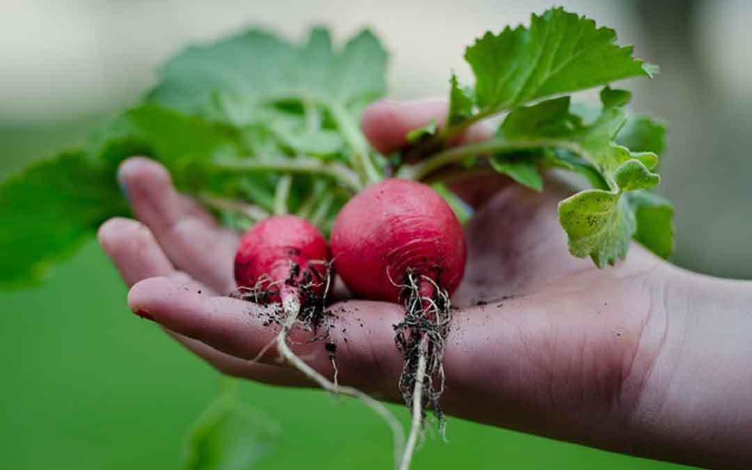 hand holding fresh radish from the ground