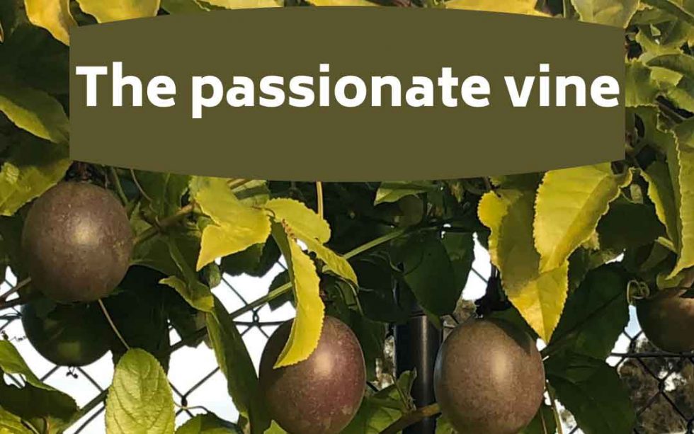 The passionate vine! Top tips for growing passionfruit Sustainable