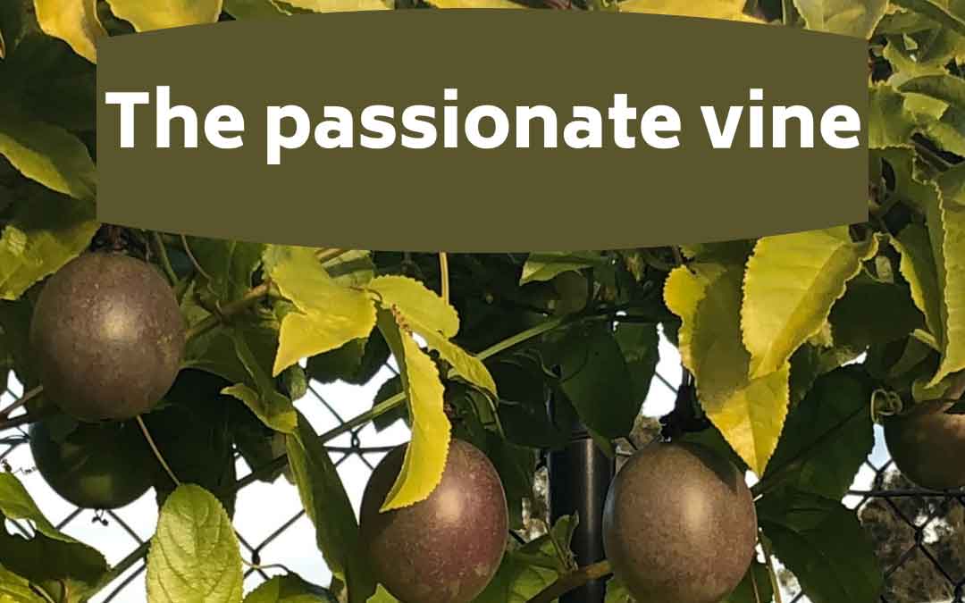 passionfruit vine