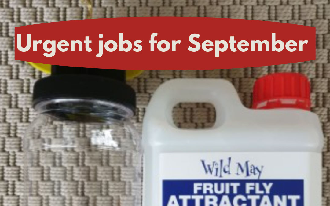 Urgent jobs in the garden for September