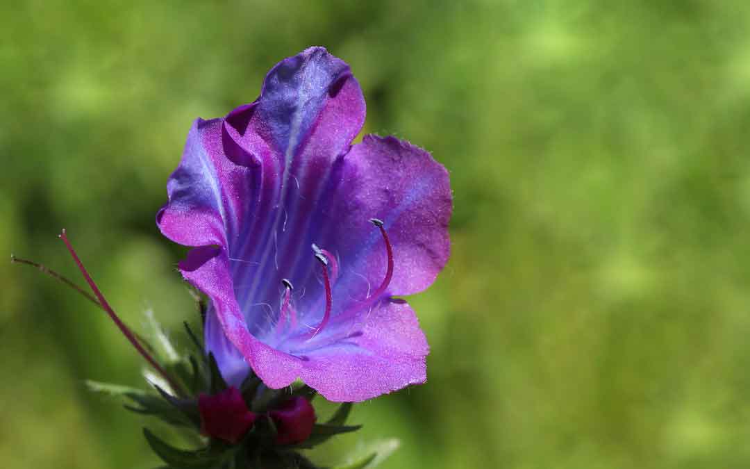 What actually is a weed? - Sustainable Macleod