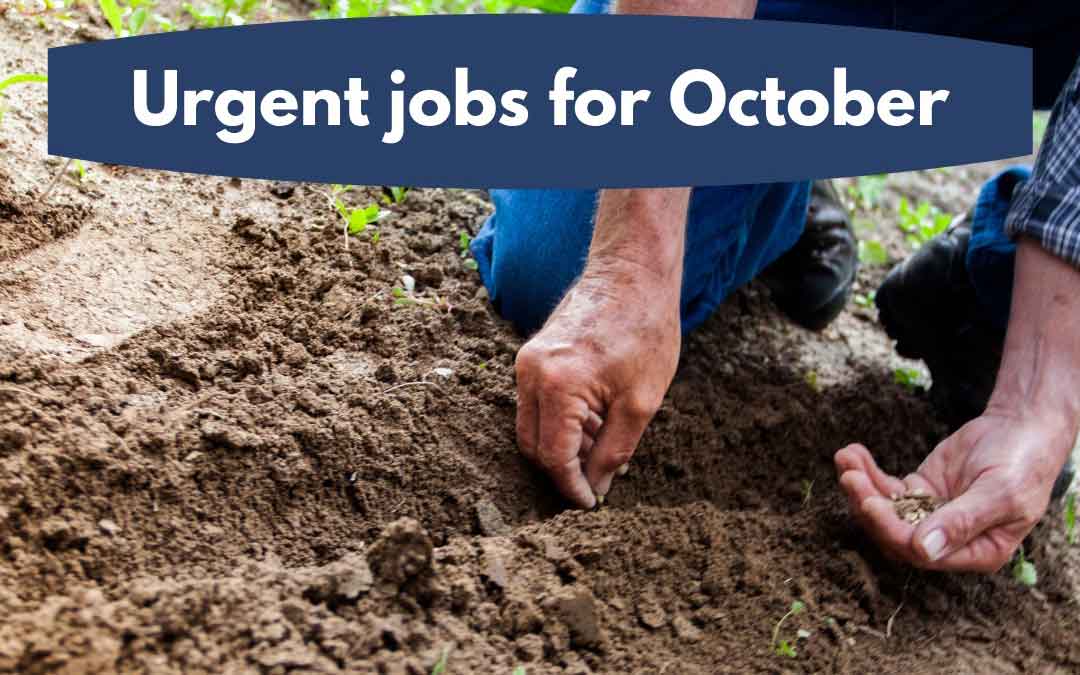 Urgent jobs in the garden for October