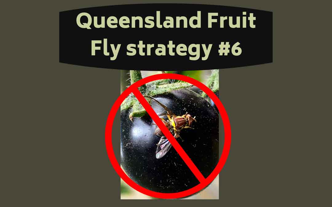 Queensland Fruit Fly Blog #6 – Essential Action Now