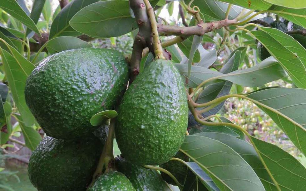 What you need to know to grow an avocado - Sustainable Macleod